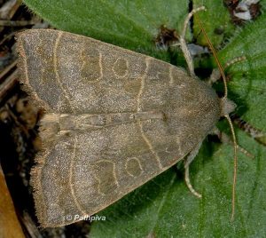 Ipimorpha subtusa